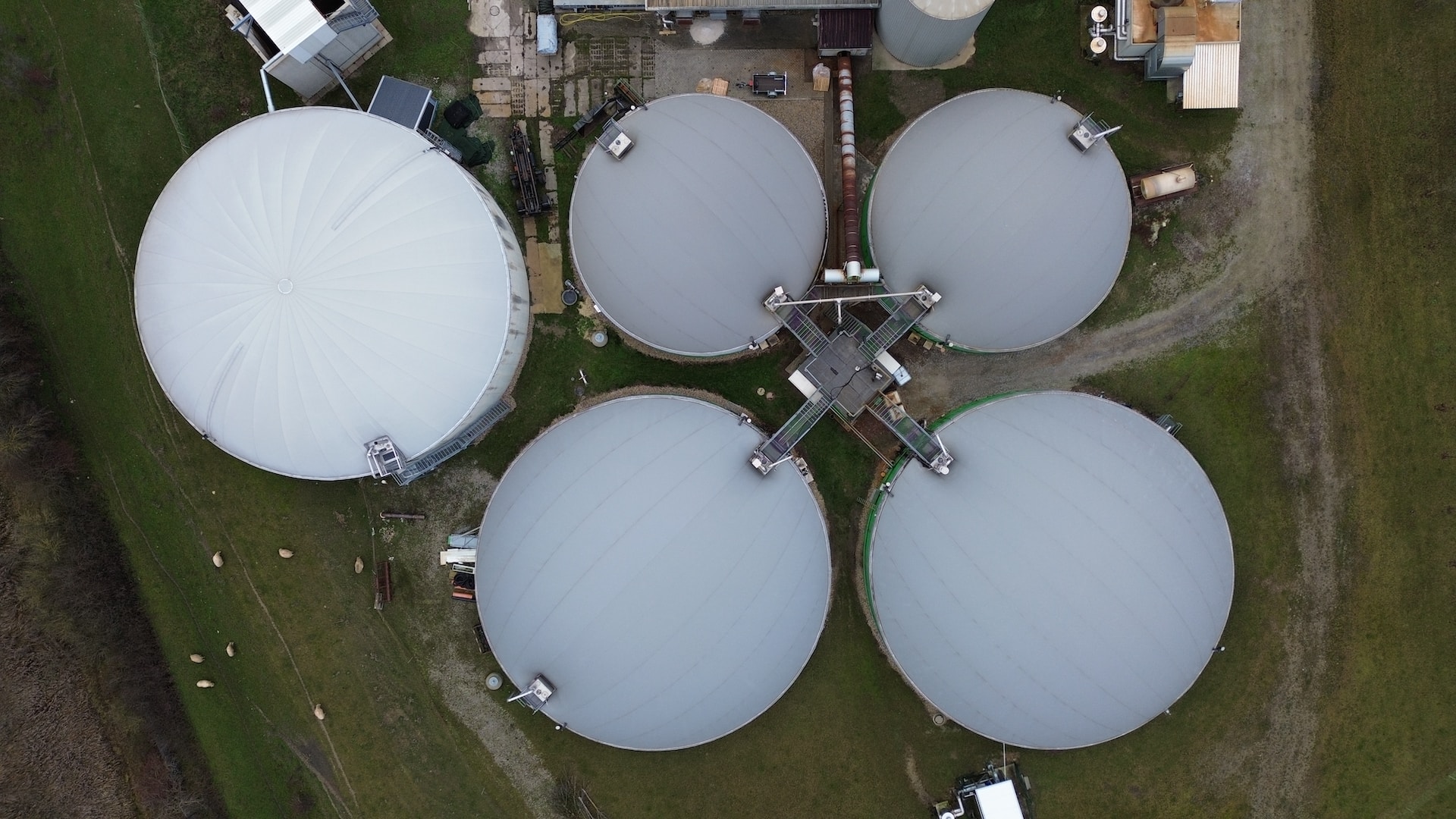 Luftaufnahme einer Biogas-Anlage: Blick von oben auf fünf Behälter, am Rand Gebäude, Geräte, Wiese und Schafe