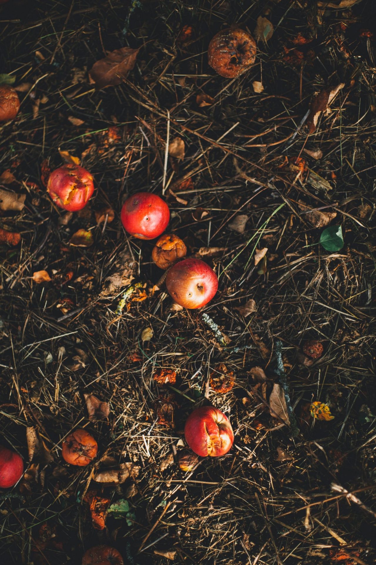 Biomüll: rote und braune Äpfel auf braunem Schnittgut